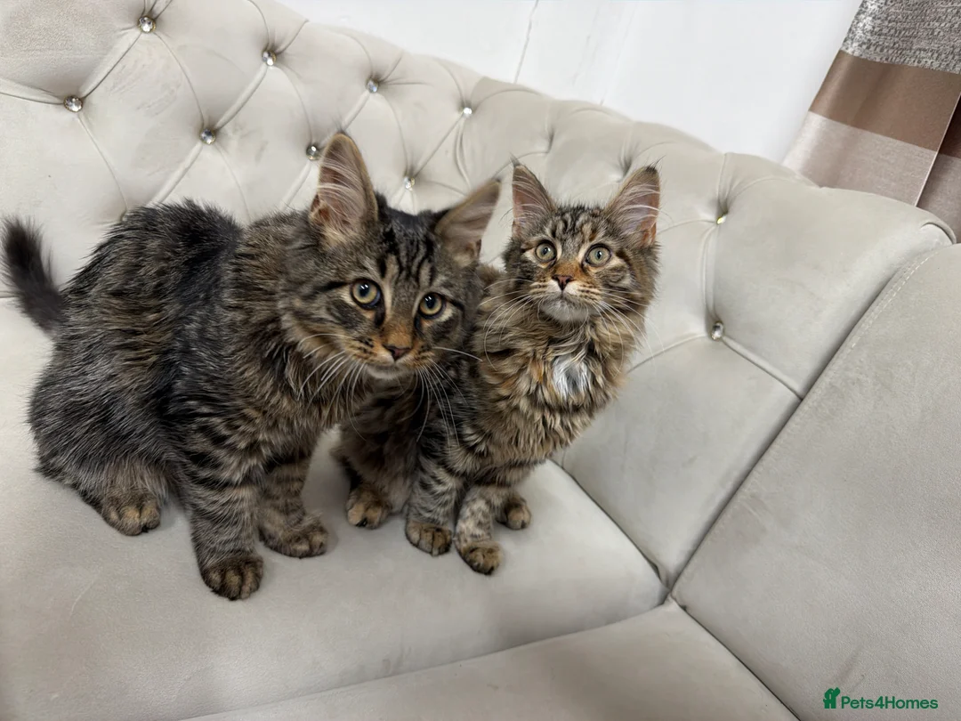 Maine Coon cats for sale: 3 beautiful main coons - Advert 1