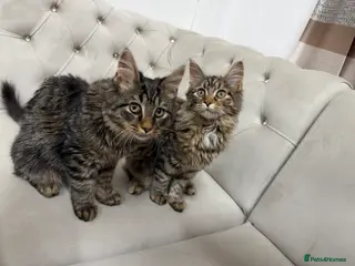 Maine Coon cats 3 beautiful main coons - Advert 10