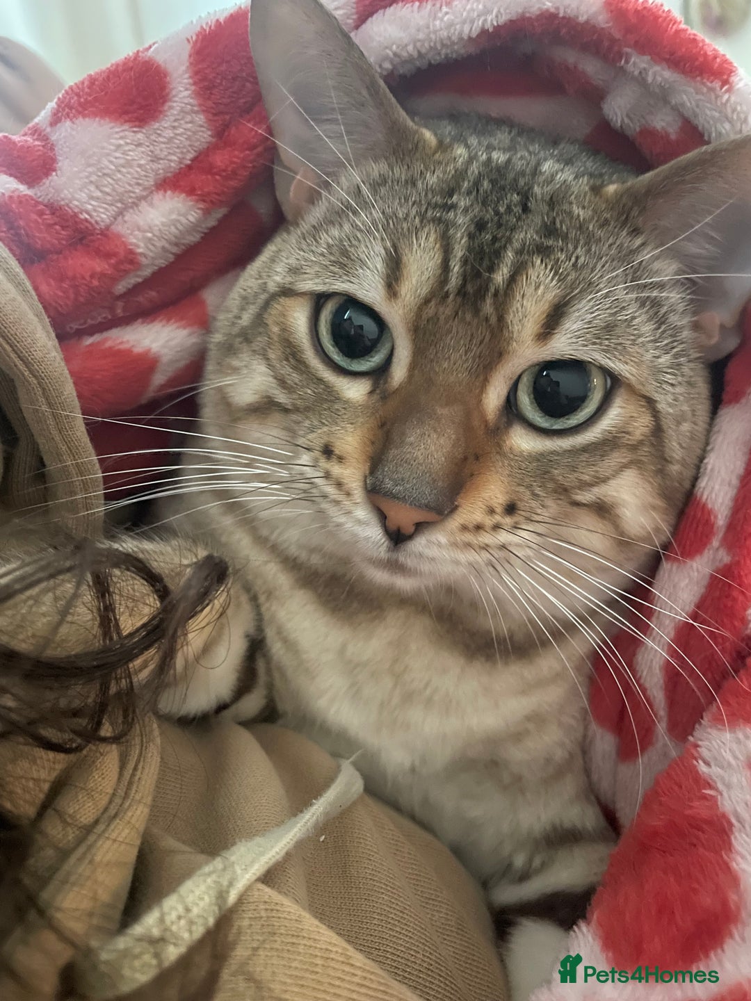 Bengal cats for sale: snow bengal  - Advert 5