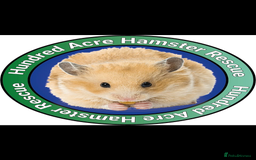 Hamster rodents for sale: Hamsters for adoption  - Image 23