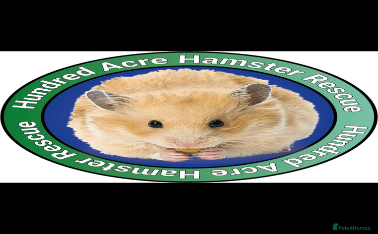Hamster rodents - Advert 4