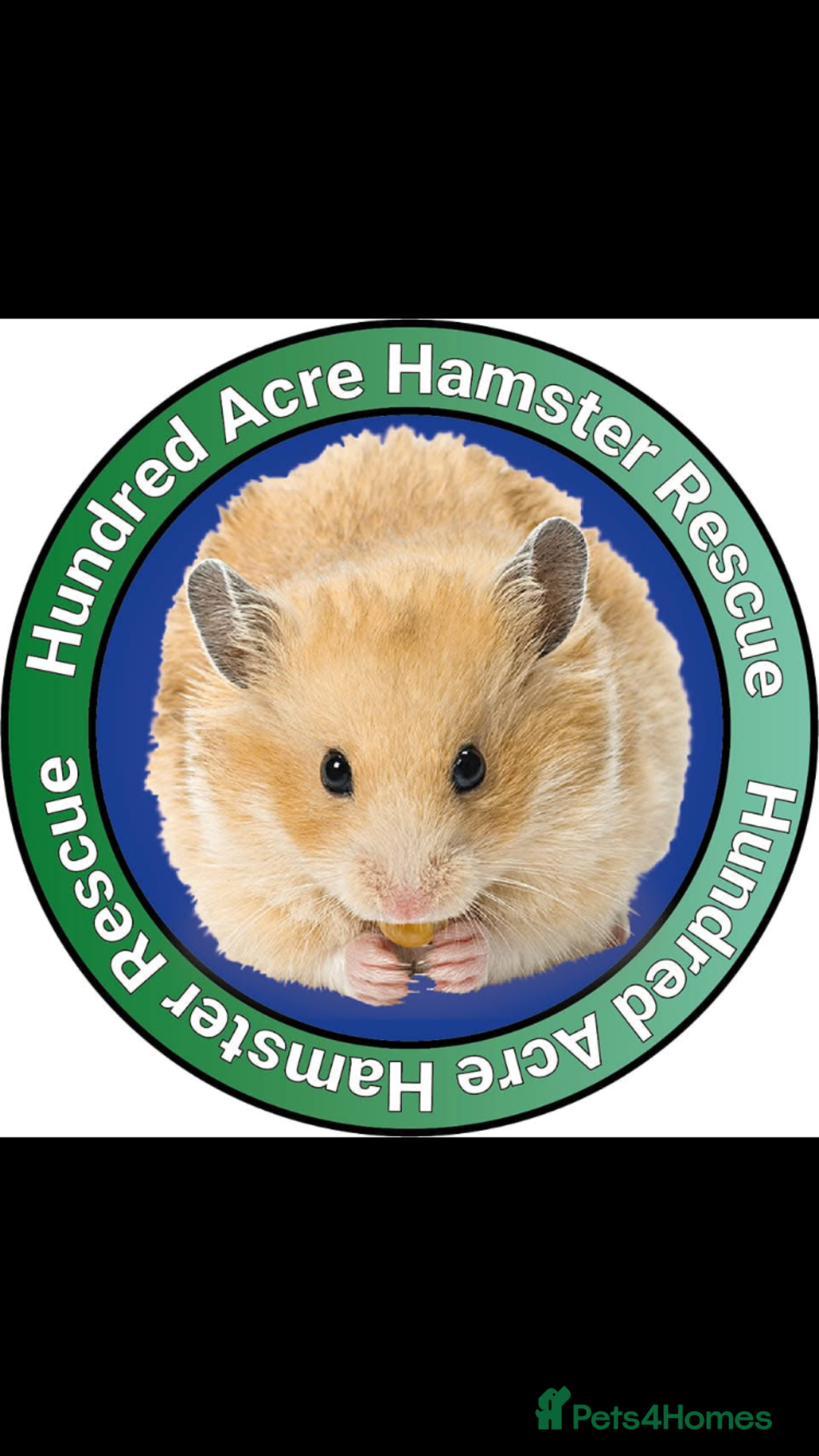 Hamster rodents for sale: Hamsters for adoption  - Image 23