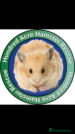 Hamster rodents - Advert 7