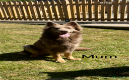 German Shepherd dogs for sale: Kc registered DNA Health tested gsd puppies - Image 19