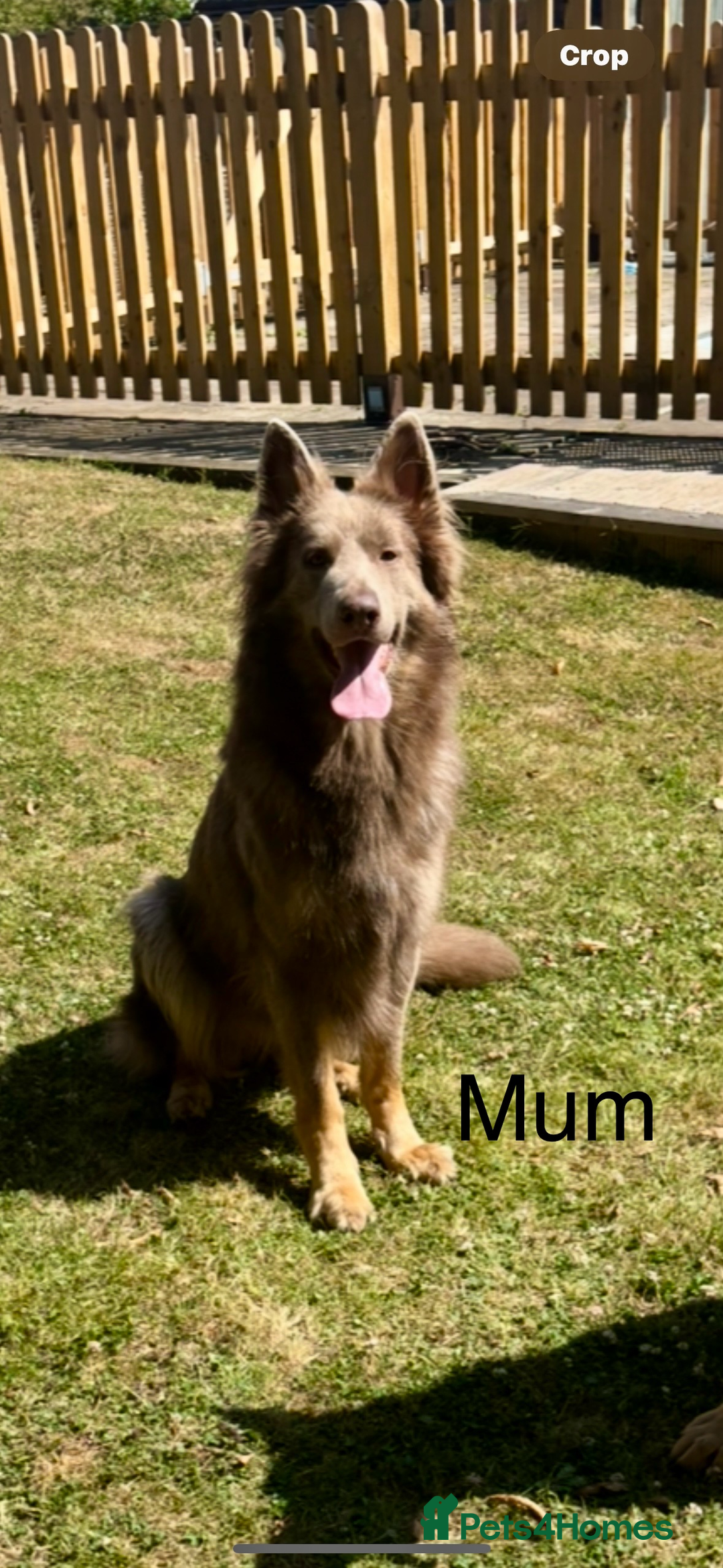 German Shepherd dogs for sale: Kc registered DNA Health tested gsd puppies - Image 19