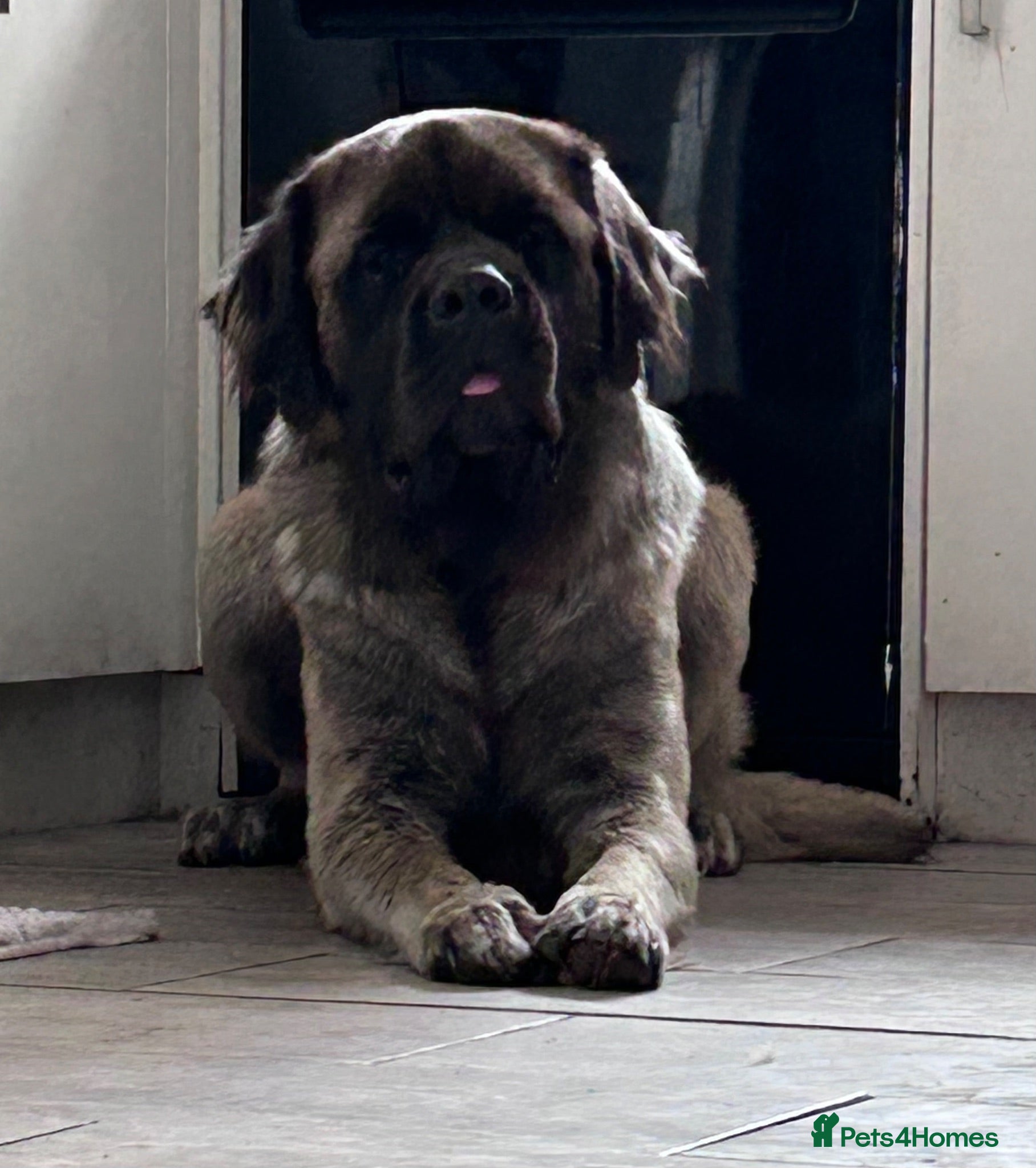 Mastiff dogs Introducing 🐾HECTOR🐾 FOR STUD ONLY  - Advert 4