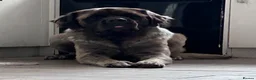 Mastiff dogs for stud: Introducing 🐾HECTOR🐾 FOR STUD ONLY  - Advert 1