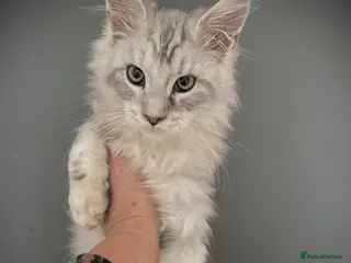 Maine Coon cats Full Maine Coon 16 wk kittens Large Russian lines - Advert 1