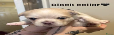 Black collar 