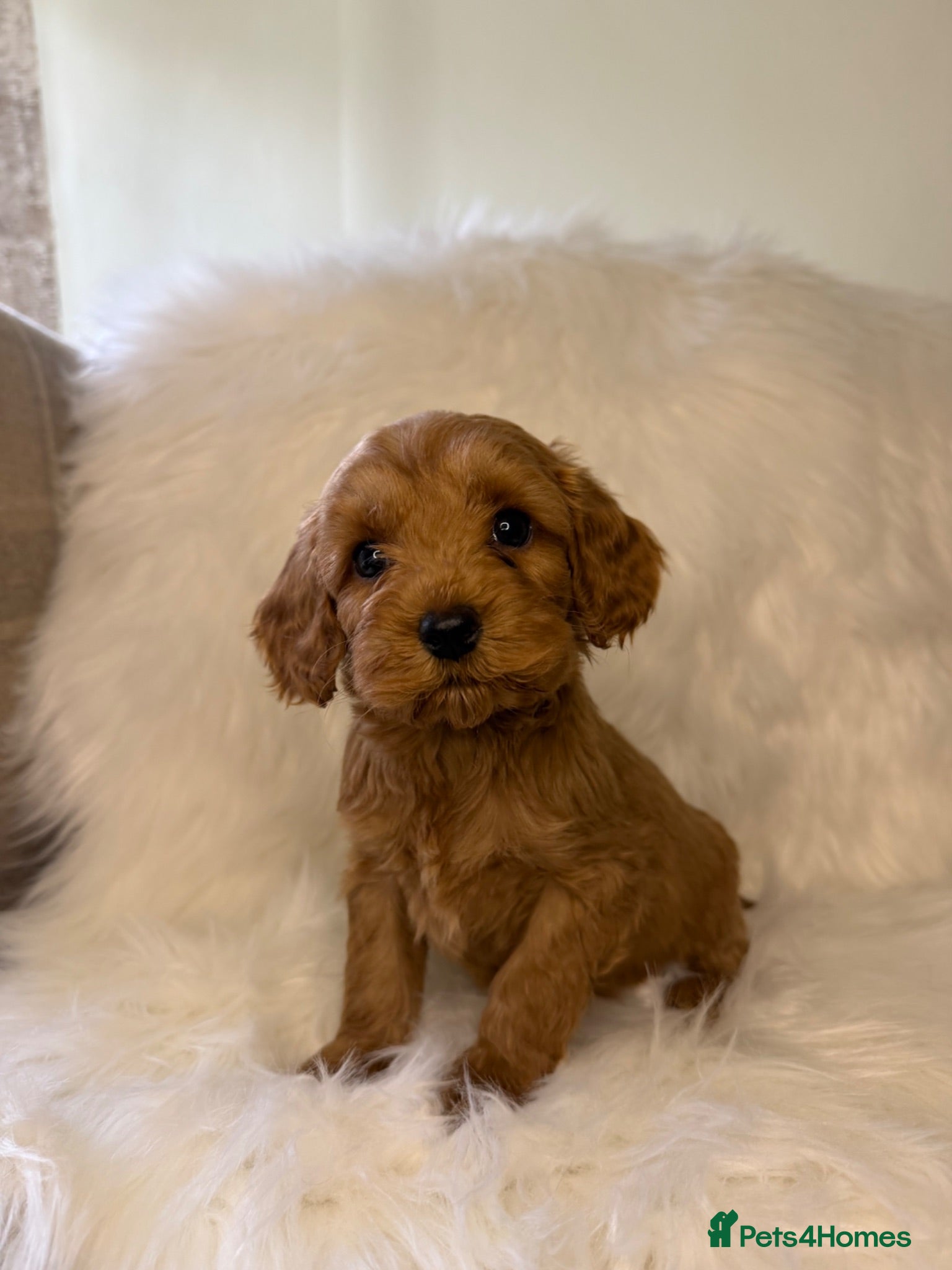Cockapoo dogs F2 cockapoo puppies - Advert 13