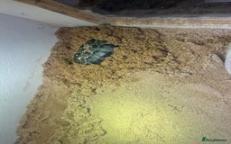 Turtle reptiles for sale: Dwarf African mud turtles - Advert 2