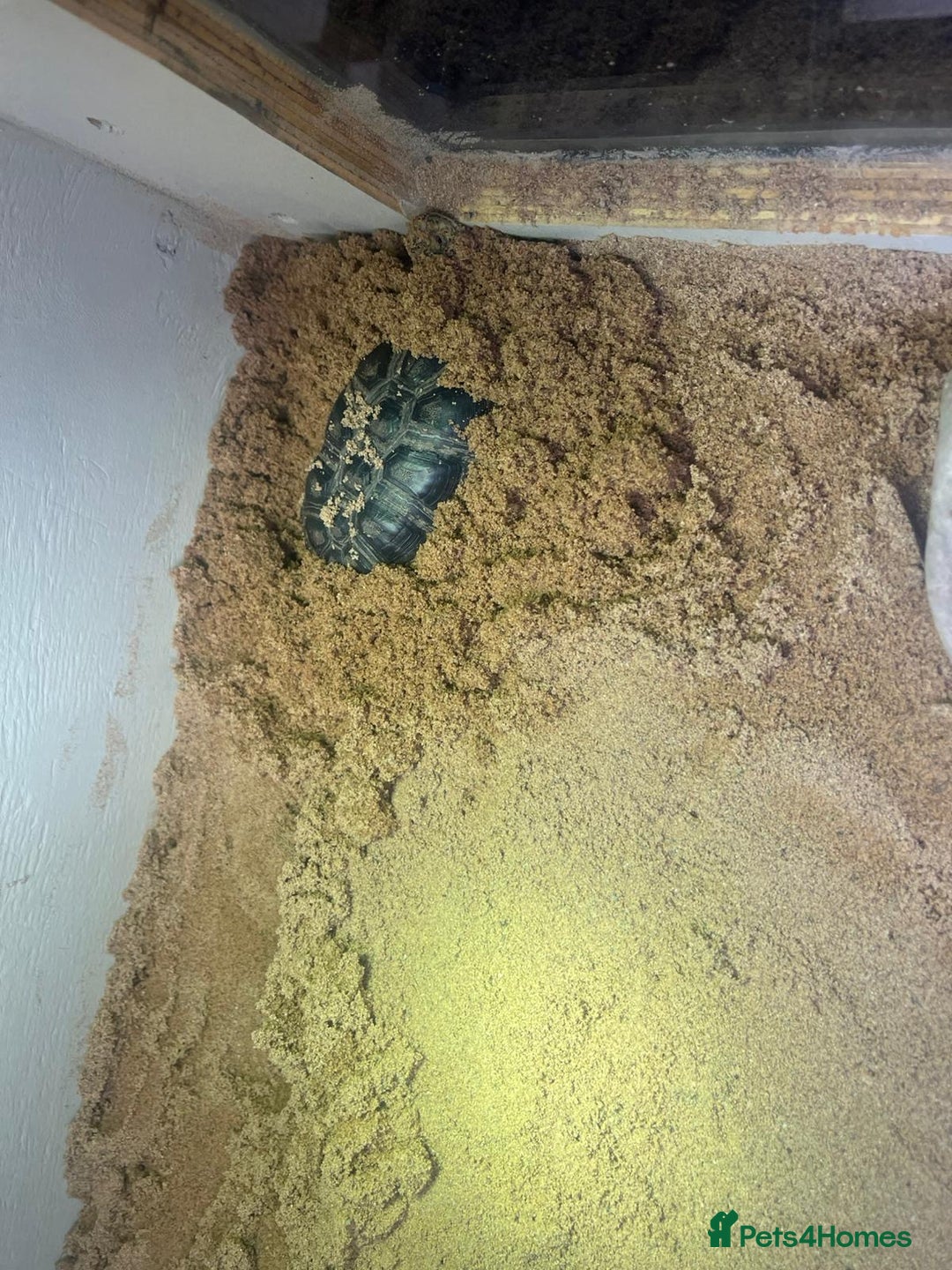 Turtle reptiles for sale: Dwarf African mud turtles - Advert 2