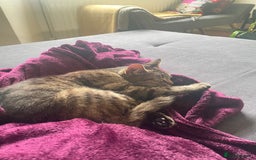 Aegean cats for sale: Cuddles - Image 2