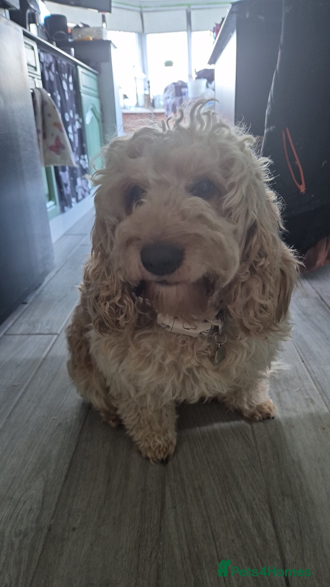 Cockapoo dogs Dean wingrove  - Advert 5