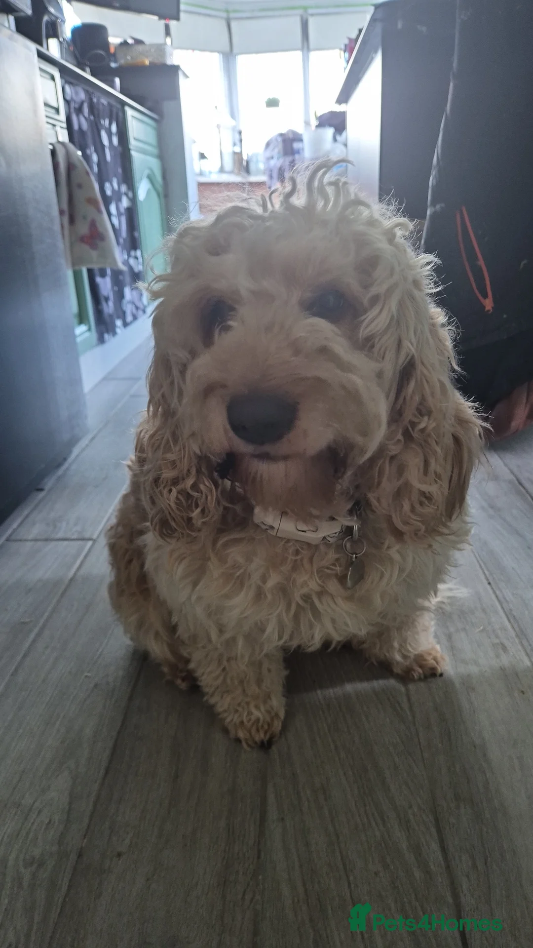 Cockapoo dogs for sale: Dean wingrove  in Ashford - Advert 1