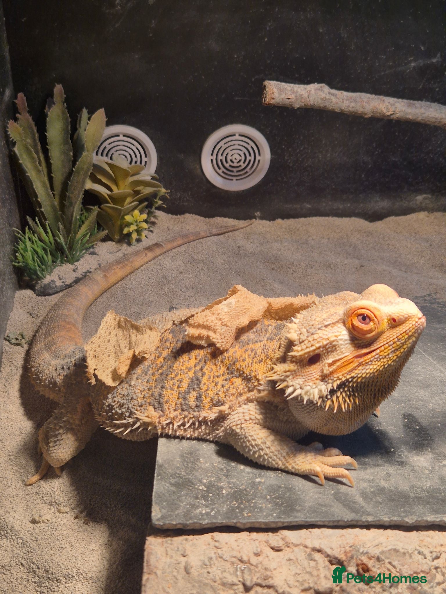 Bearded Dragon reptiles Male bearded dragon - Advert 1