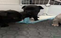 French Bulldog dogs for sale: French bulldog puppies looking for loving homes  - Image 10