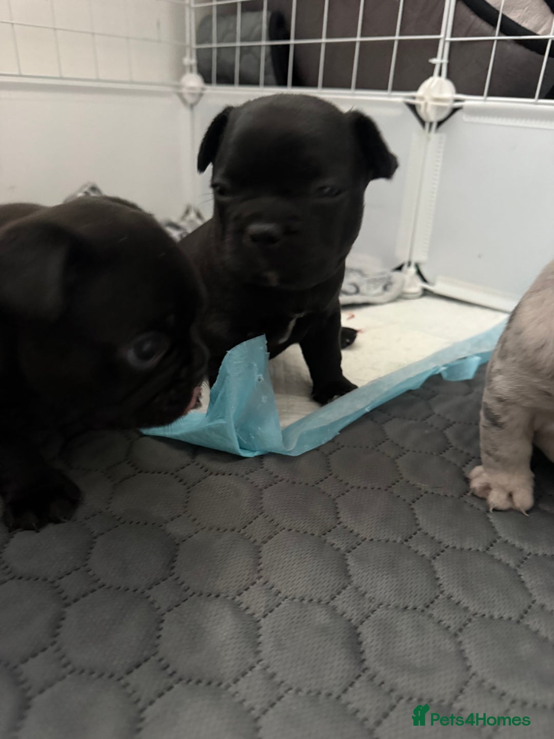 French Bulldog dogs for sale: French bulldog puppies looking for loving homes  - Image 10