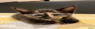 Black and orange half Maine coon girl