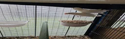 Lovebirds birds for sale: Albinos  in Nottingham - Advert 4