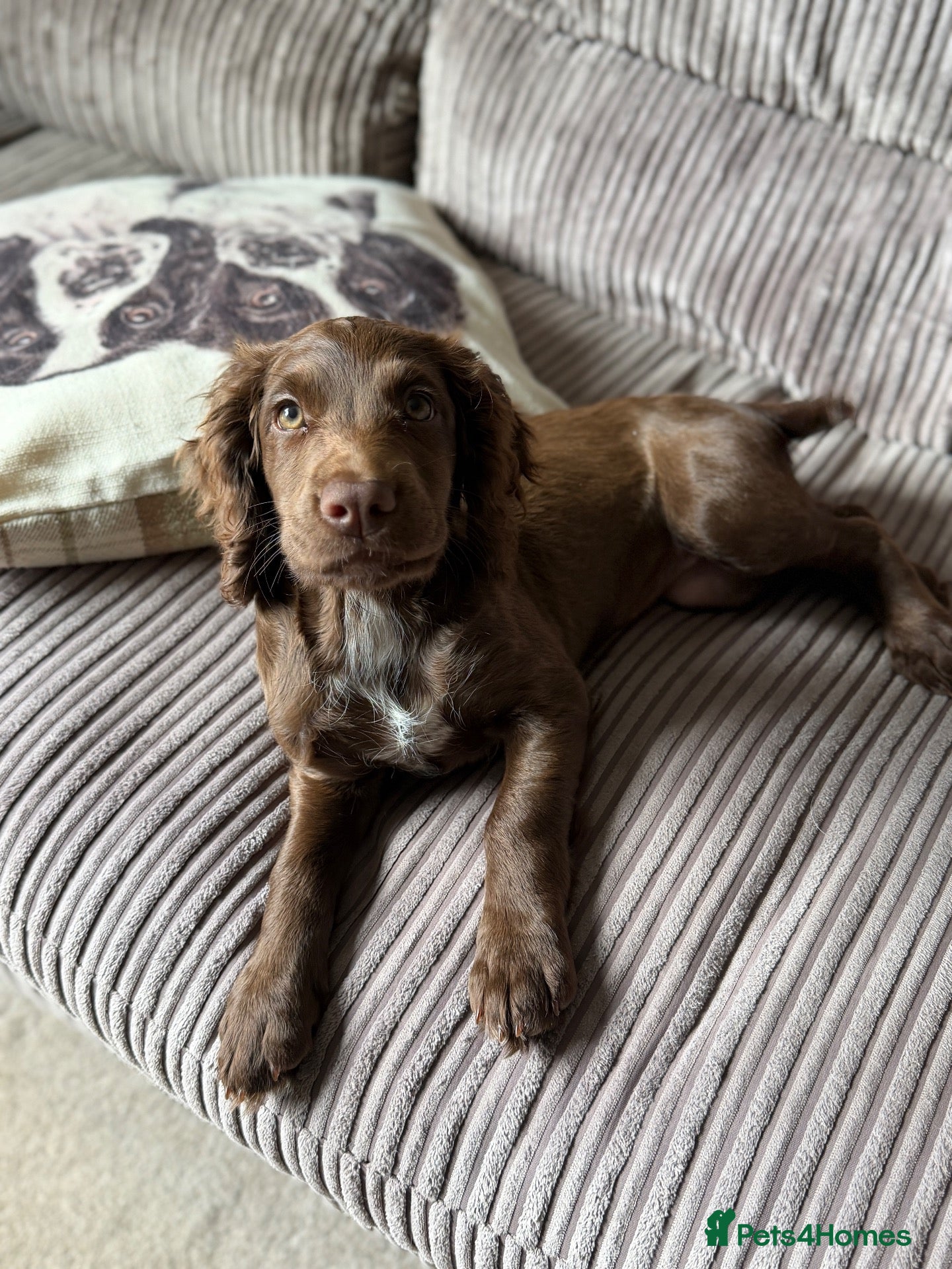 Cocker Spaniel dogs Beautiful KC reg WCS bitch pup - Advert 9