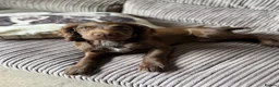 Cocker Spaniel dogs for sale: Beautiful KC reg WCS bitch pup - Advert 1