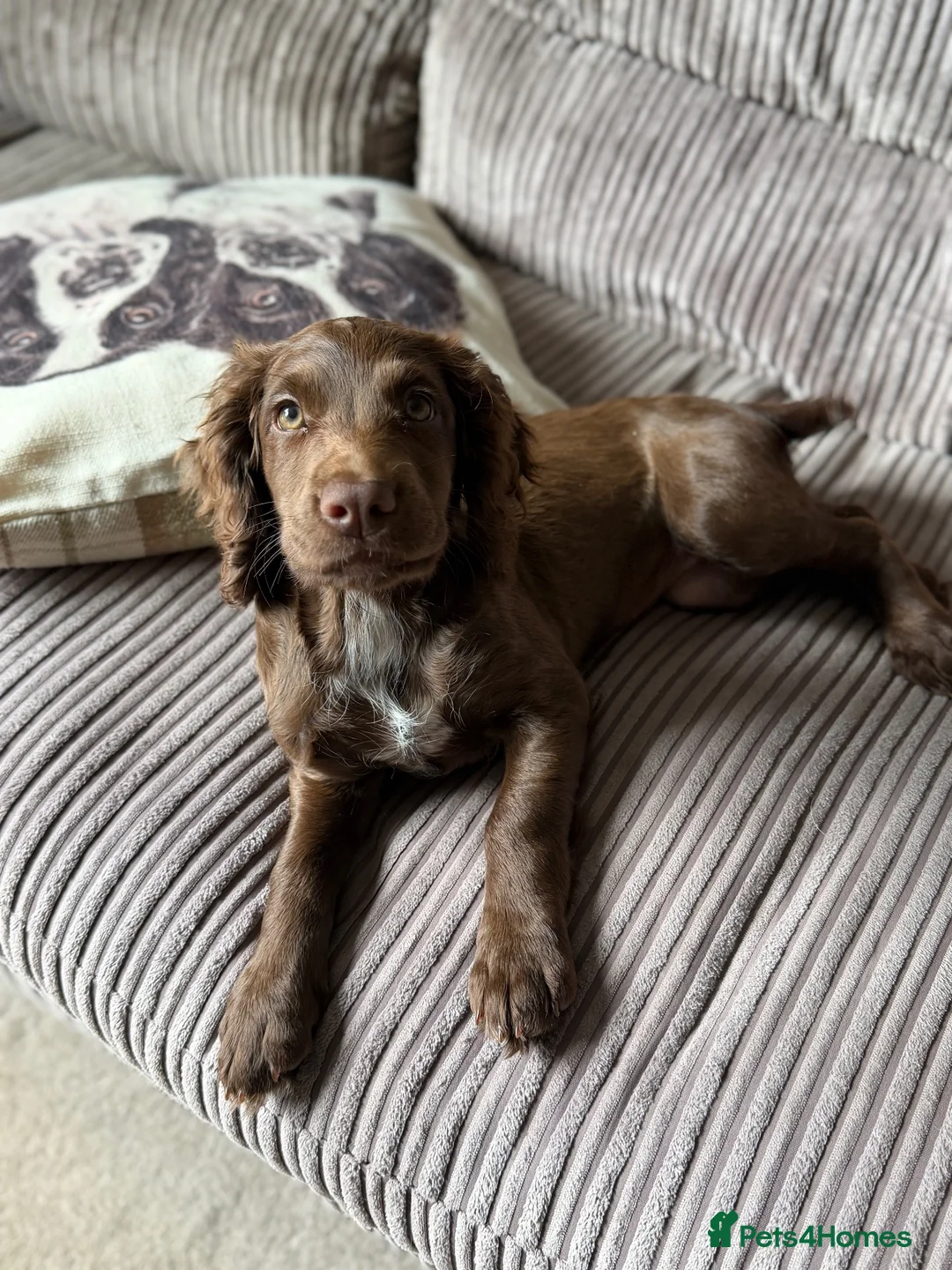 Cocker Spaniel dogs for sale: Beautiful KC reg WCS bitch pup - Advert 1
