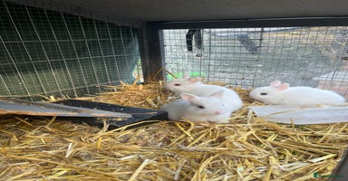 Netherland Dwarf rabbits - Advert 3