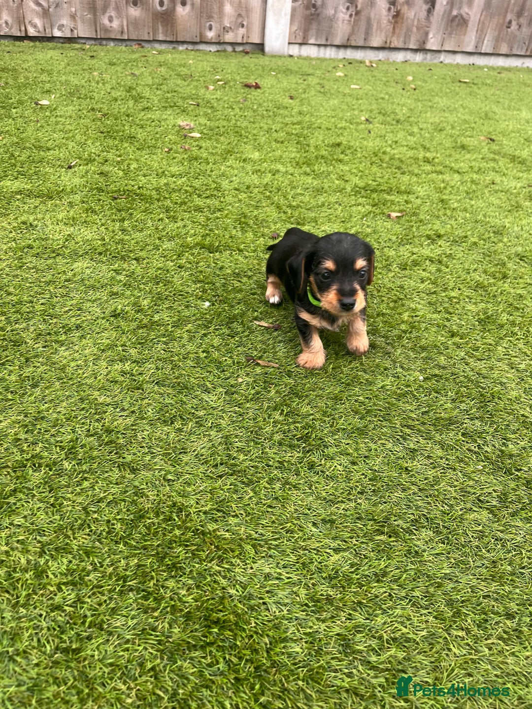 Mixed Breed dogs for sale: 5 beautiful jackshund puppies for sale - Advert 24