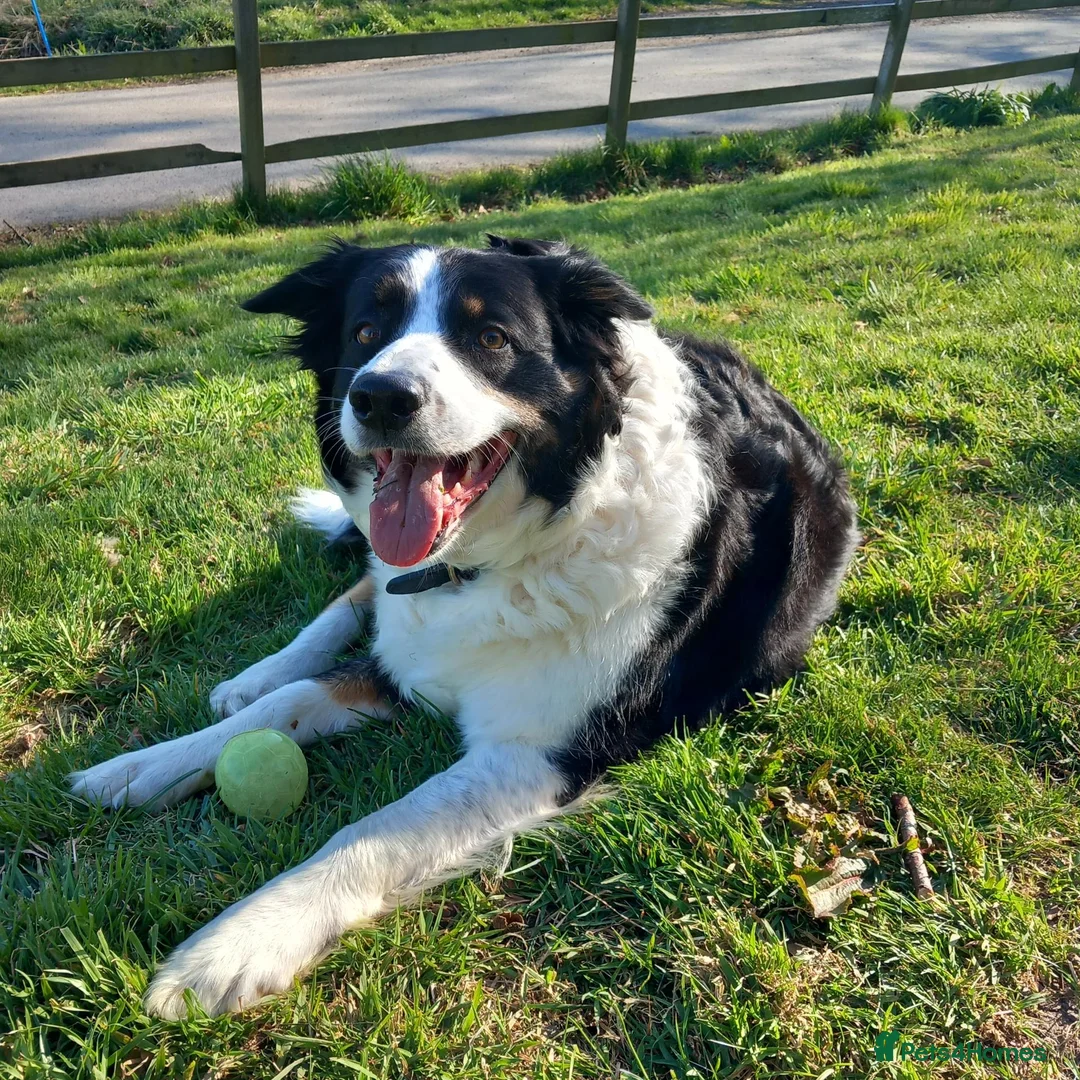 Bordoodle dogs for sale: Beautiful Home-Raised Bordoodle Puppies – 2 Girls in Galashiels - Advert 19