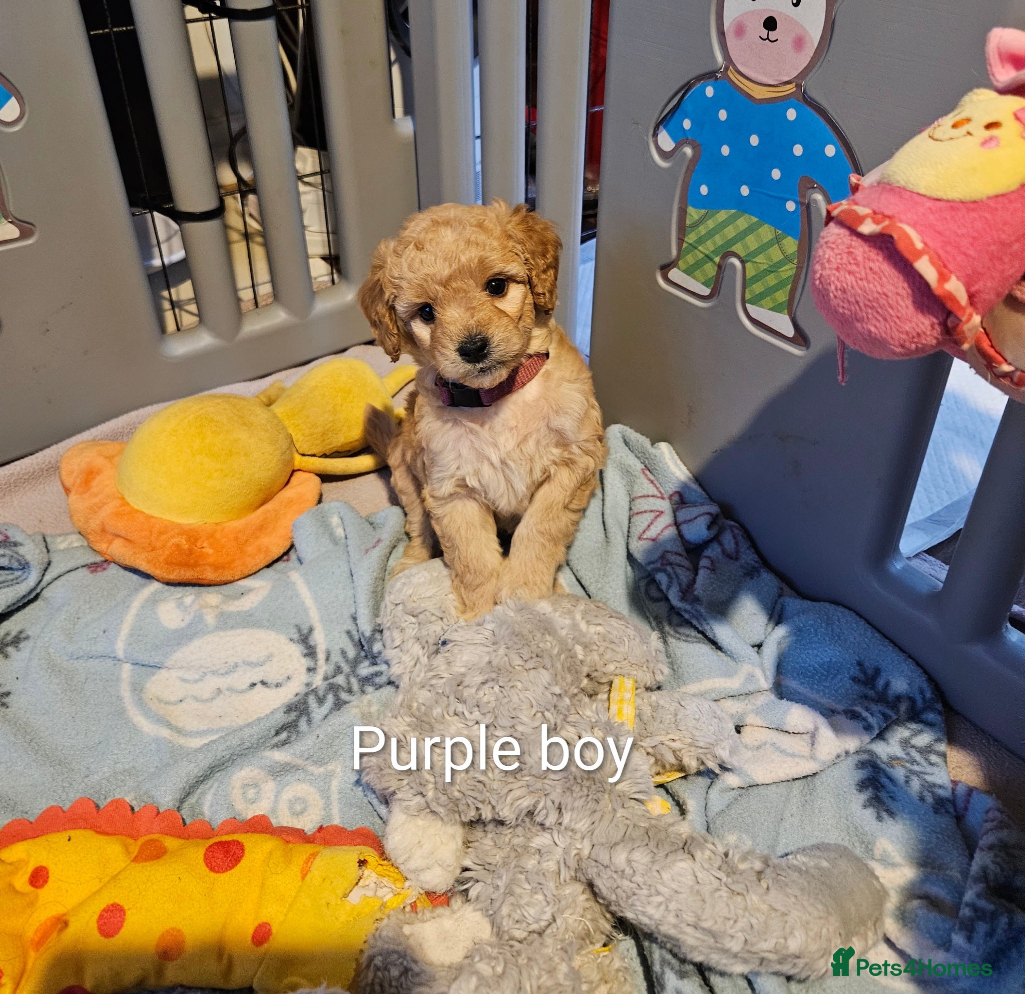Mini Goldendoodle dogs for sale: Miniature Goldendoodle Puppy F1B - Advert 1