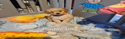 Mini Goldendoodle dogs for sale: Miniature Goldendoodle Puppy F1B - Advert 1