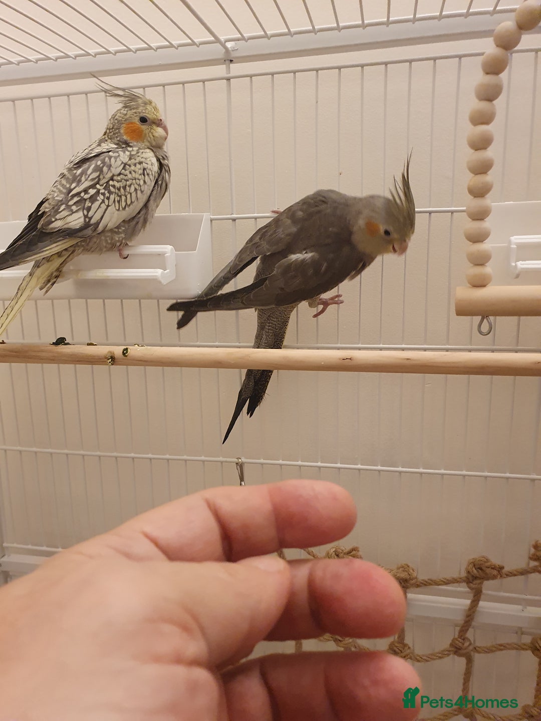 Cockatiels birds for sale: 2 Cockatiels - Hand reared - Advert 7