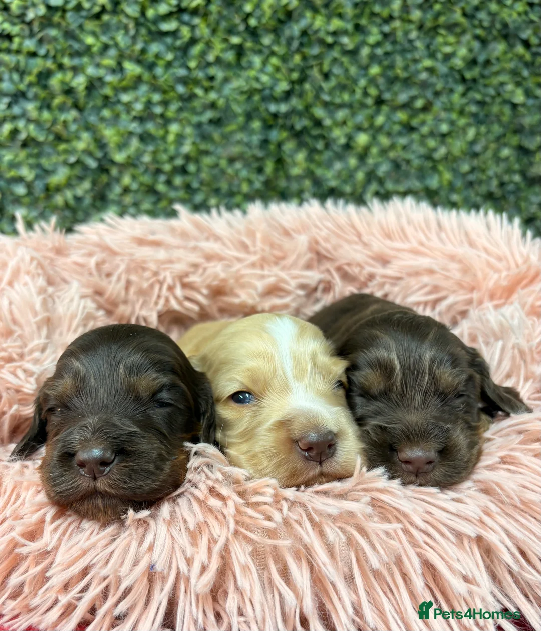 Cocker Spaniel dogs for sale: 🤎🧡 Show Cocker Spaniel Puppies For Sale - Advert 8