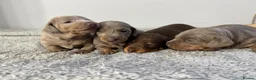Miniature Dachshund dogs for sale: Miniature Dachshunds - Advert 3