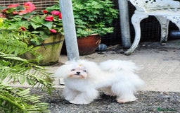 Maltese dogs for stud: Amazing Tiny Doll Face Korean Maltese STUD ONLY  - Image 8