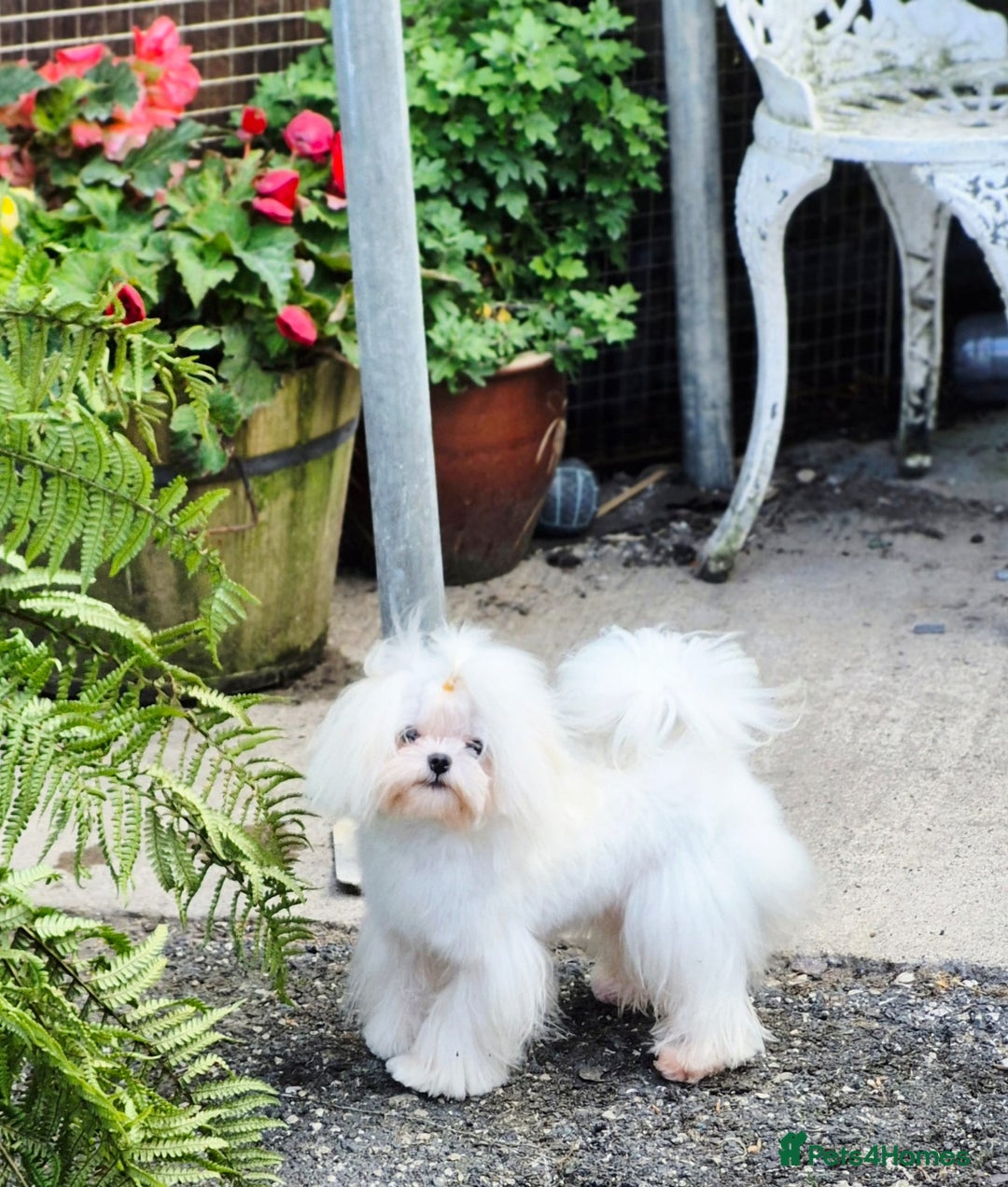 Maltese dogs for stud: Amazing Tiny Doll Face Korean Maltese STUD ONLY  - Image 8