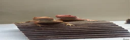 Bearded Dragon reptiles for sale: 8 week old hypo  - Advert 3
