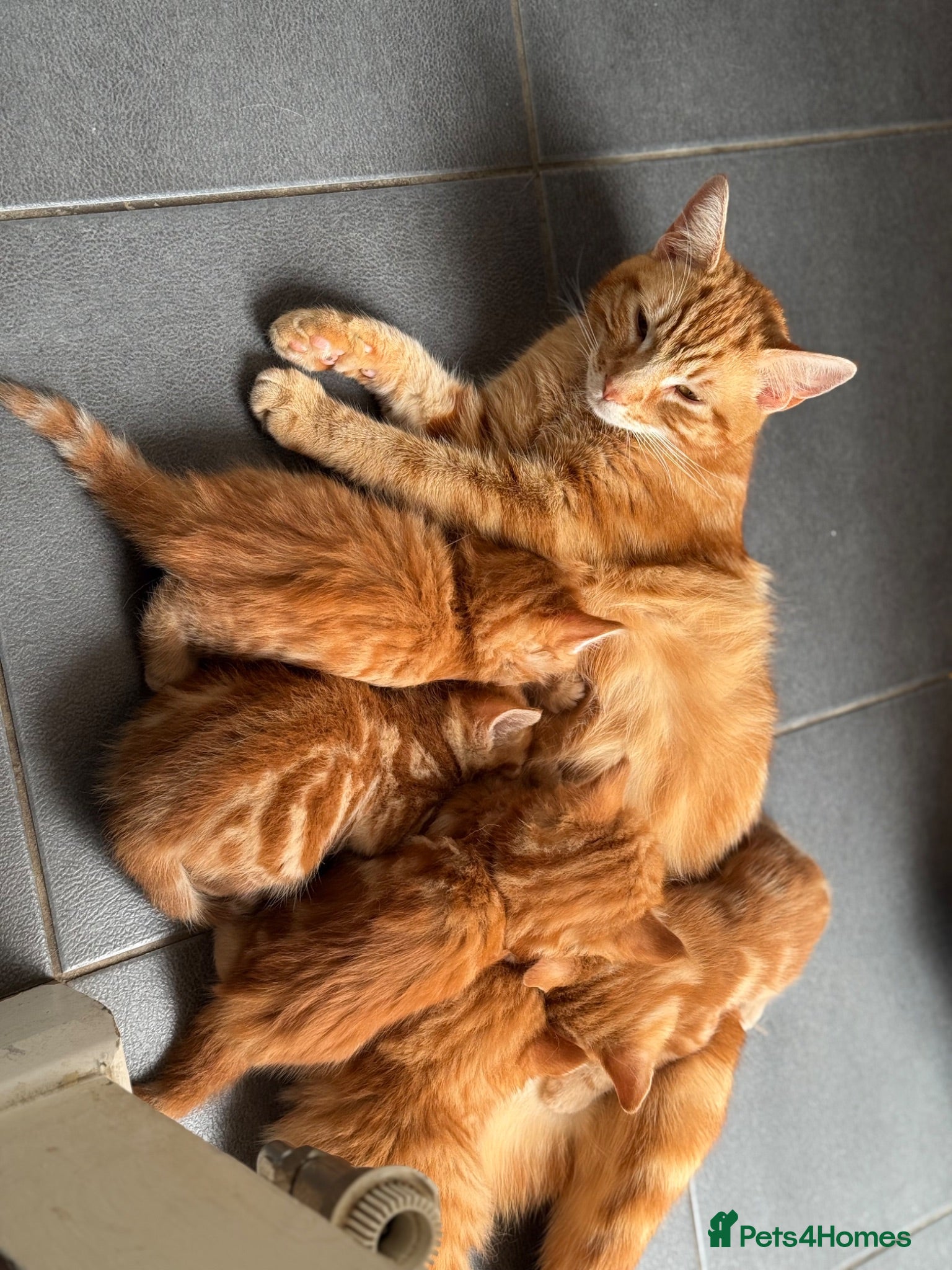 Mixed Breed cats Ginger Kittens Very Cute - Advert 1