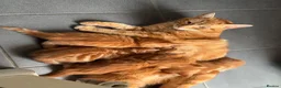 Mixed Breed cats for sale: Ginger Kittens Very Cute - Advert 1