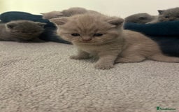 British Shorthair cats for sale: Meet the GCCF British Shorthair - Cuties - Image 5