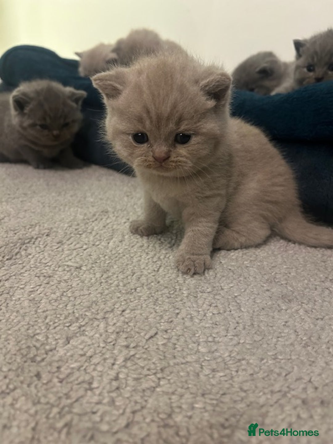 British Shorthair cats for sale: Meet the GCCF British Shorthair - Cuties - Image 5