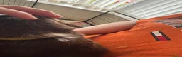 Sprocker dogs for sale: Beautiful sprocker spaniel puppies in Cheltenham - Advert 7