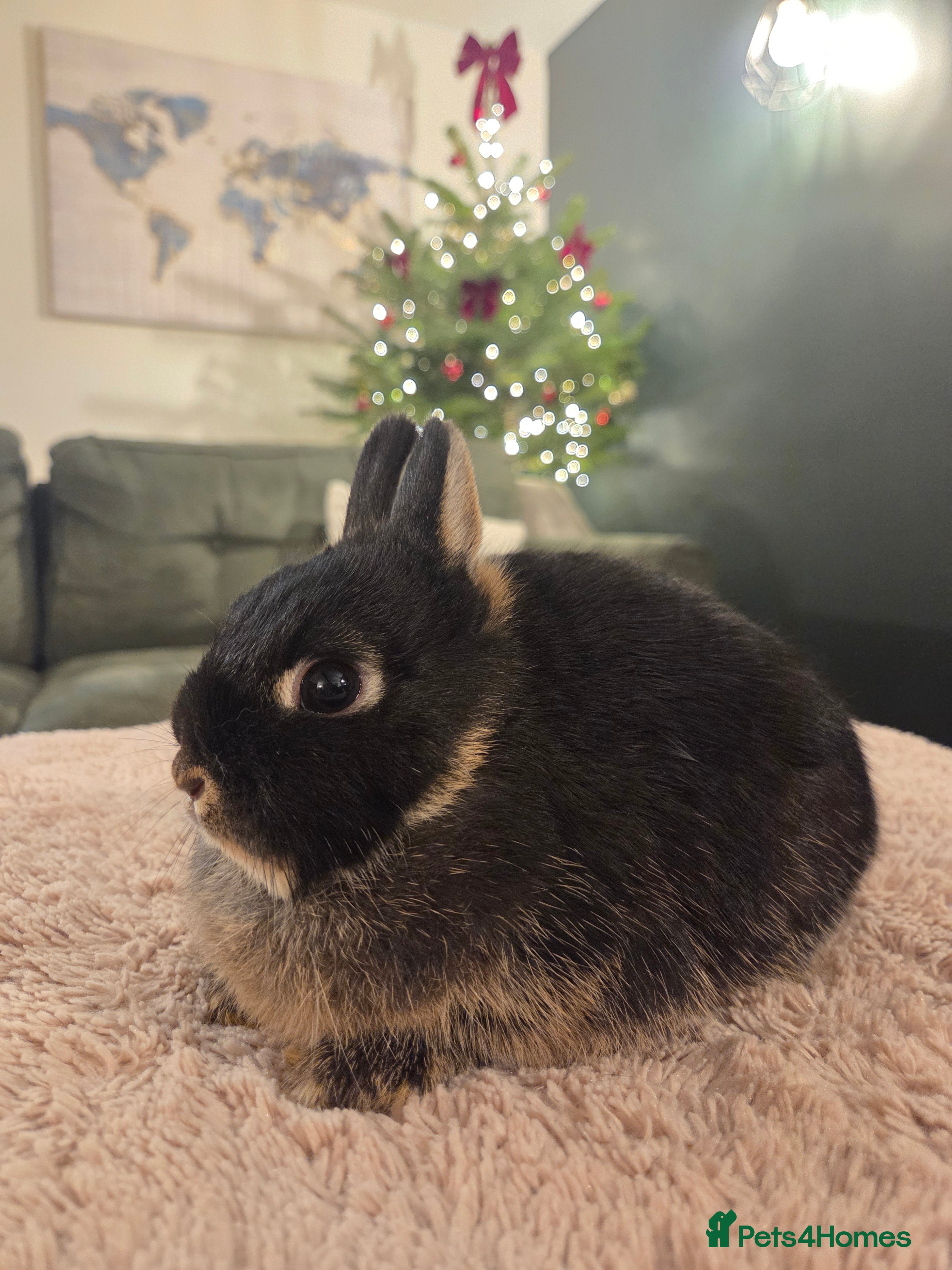 Netherland Dwarf rabbits Pure Netherland Dwarf READY TO LEAVE! - Advert 3