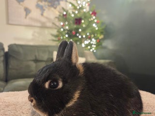 Netherland Dwarf rabbits Pure Netherland Dwarf READY TO LEAVE! - Advert 2