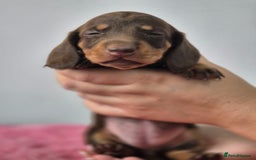 Miniature Dachshund dogs for sale: KC Registered Miniature Dachshund  - Image 15