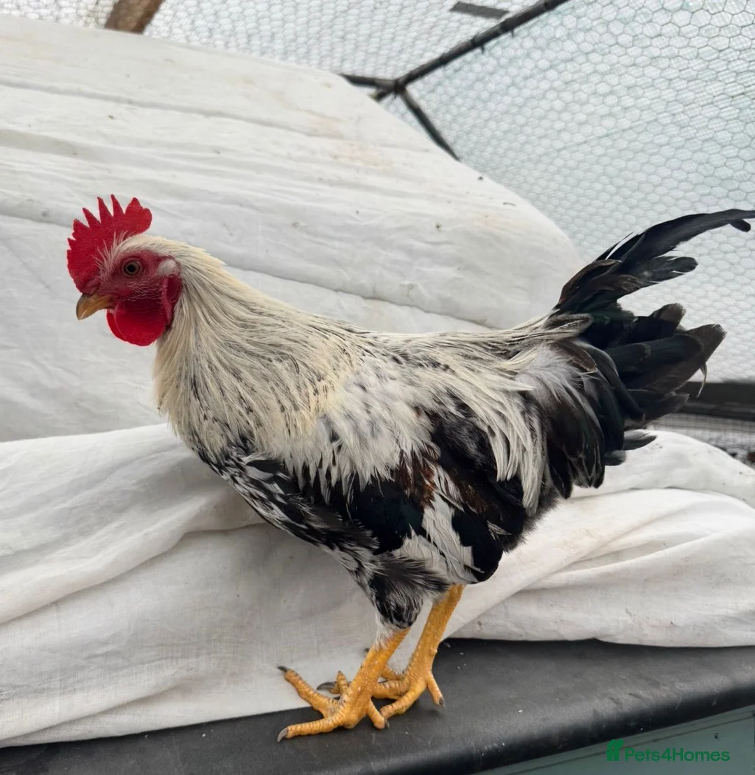 Chickens poultry for sale: Friendly Cockerel for rehoming in Stockport - Advert 2