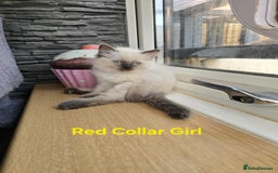 Ragdoll cats for sale: Beautiful ragdoll kittens - Image 29