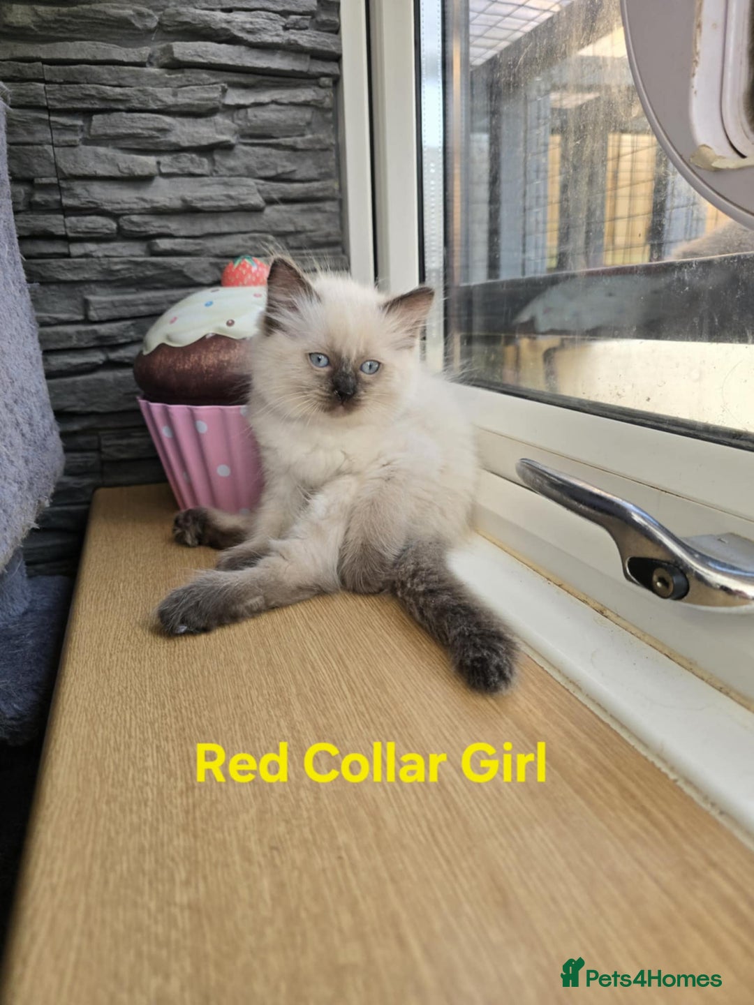 Ragdoll cats for sale: Beautiful ragdoll kittens - Image 29