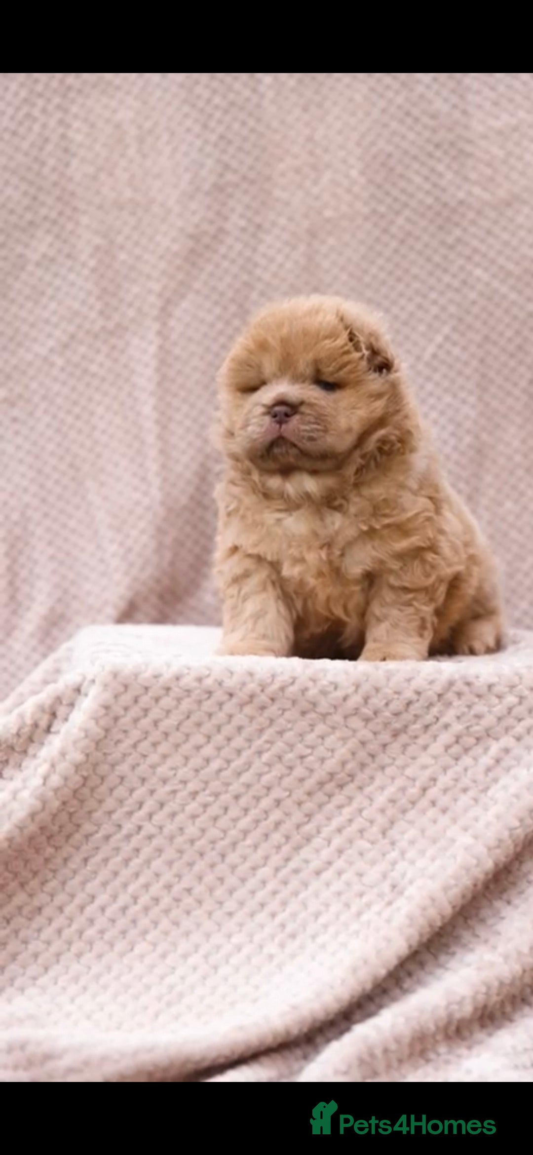 Chow Chow dogs for stud: Sire JIMMY , rainbow producer . in Gloucester - Advert 5